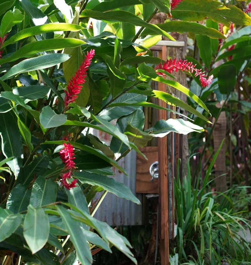 El Yunque Glamping River View At Casa Parcha Naguabo Lodge